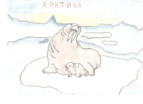 Арктика Графика