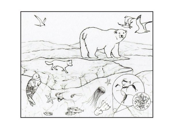 Животные Арктики раскраска