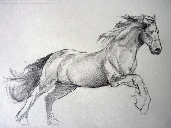 Лошадь карандашом