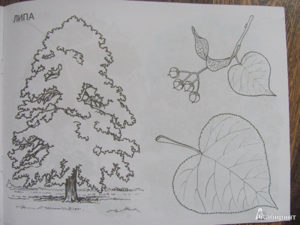 Липа рисунок для детей