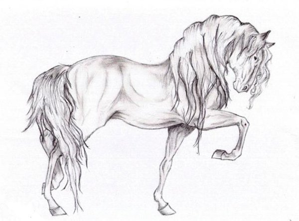 Животные карандашом