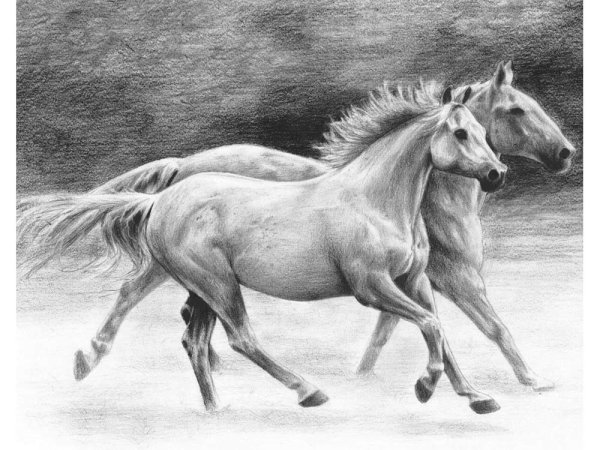 Лошадь карандашом