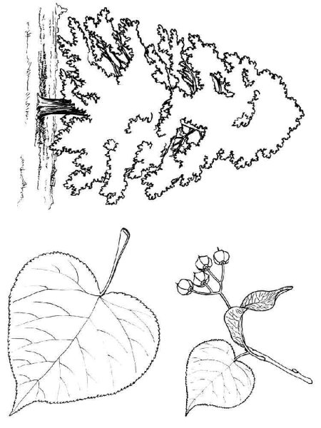 Липа раскраска для детей