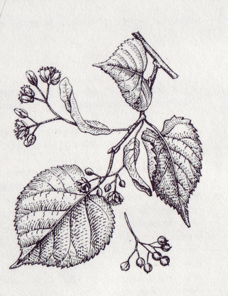 Побег липы сердцевидной