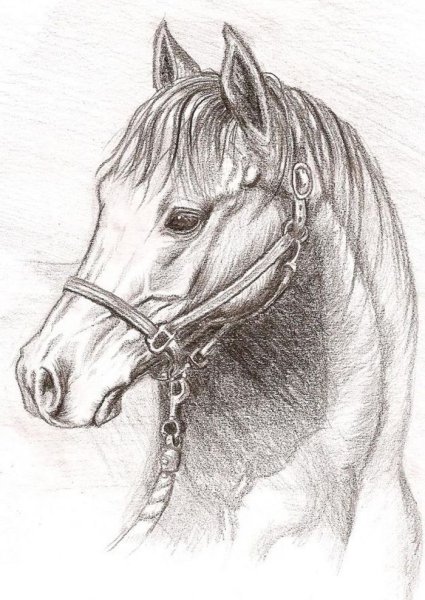 Лошадь рисунок карандашом