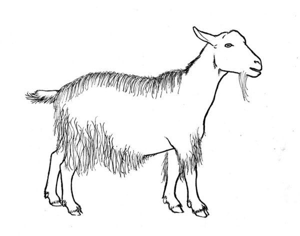 Корова коза раскраска