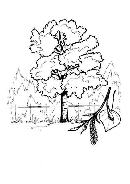 Дерево Тополь раскраска для детей