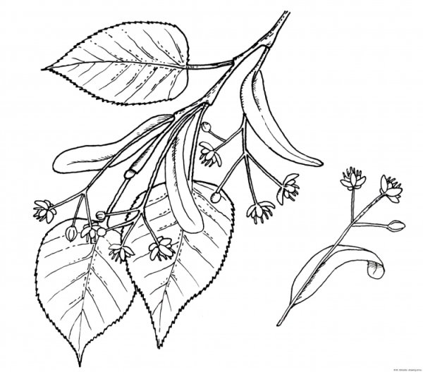 Липа сердцевидная черно белое