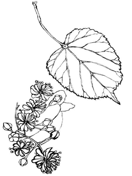 Липа дерево