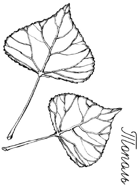 Лист березы рисунок