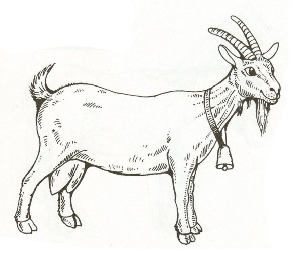 Коза с козленком раскраска для малышей