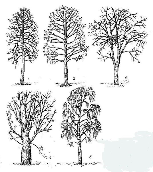 Зарисовки деревьев разных пород
