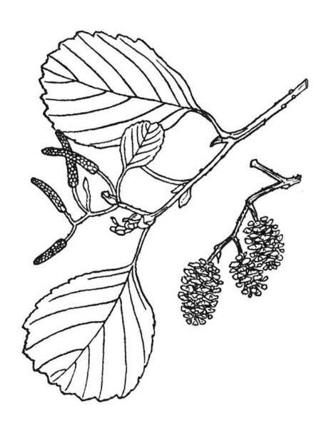 Ольха дерево