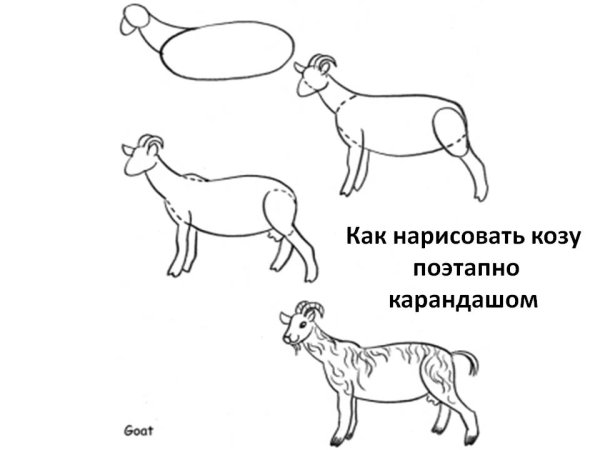 Коза для срисовки