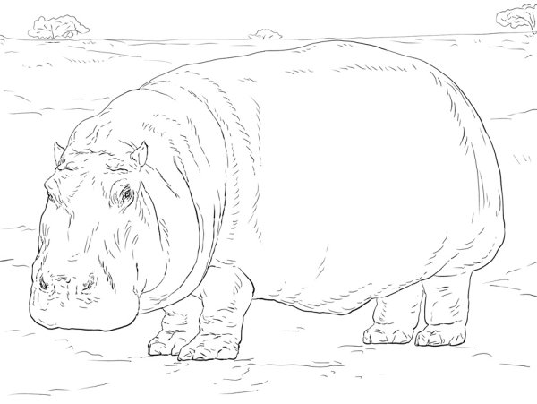 Бегемотик раскраска для детей