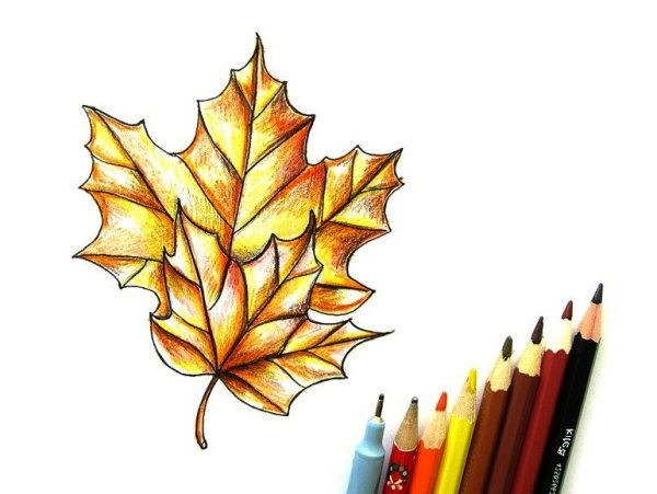 Кленовый лист цветными карандашами