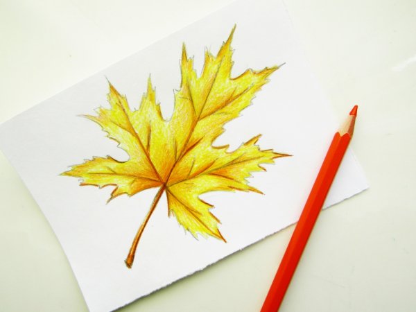 Кленовый лист на бумаге
