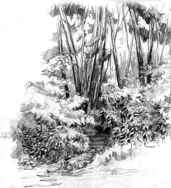 Лес Графика