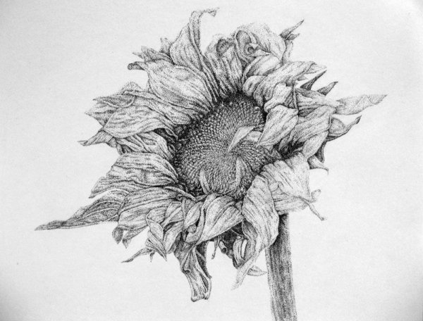 Цветы гелевой ручкой