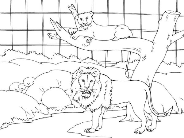 Эскиз зоопарка