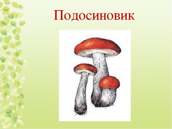 Гриб подосиновик рисунок