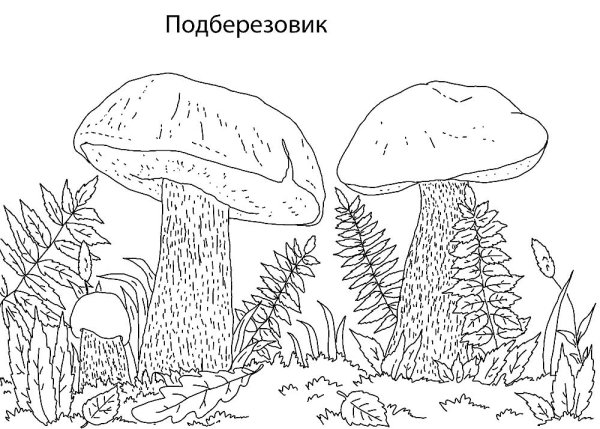 Рисунки грибов подберезовик