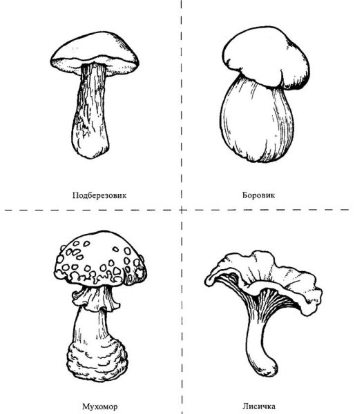 Подосиновик подберезовик ,Лисичка,сыроежка,Боровик,