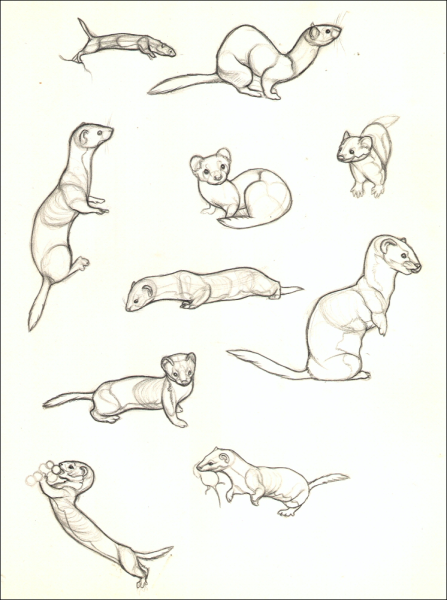 Хорек референс