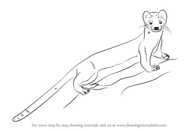 Рисунок куницы для детей карандашом