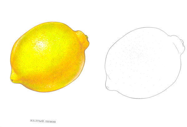 Лимон раскраска
