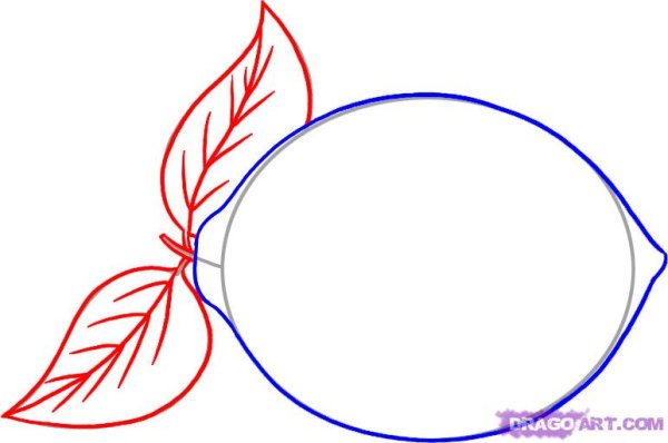 Как рисовать лимон карандашом поэтапно