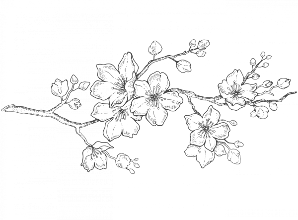 Цветы карандашом