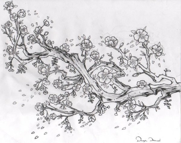 Нарисовать ветку Сакуры