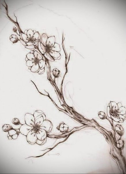 Сакура дерево сбоку