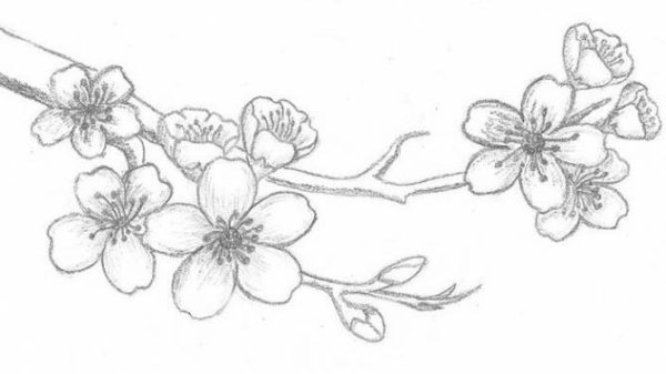 Ветка Сакуры эскиз