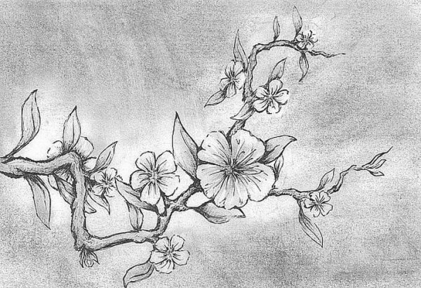 Сакура карандашом