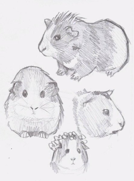 Хомяк рисунок карандашом