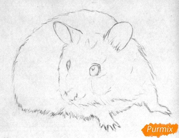 Джунгарский хомяк раскраска