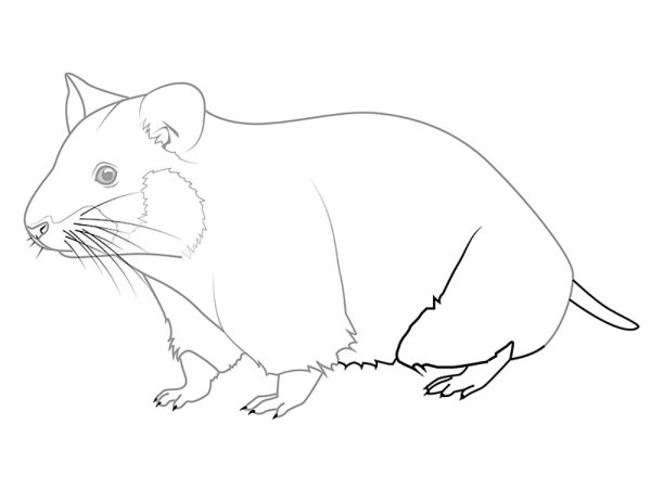 Хомяк рисунок карандашом
