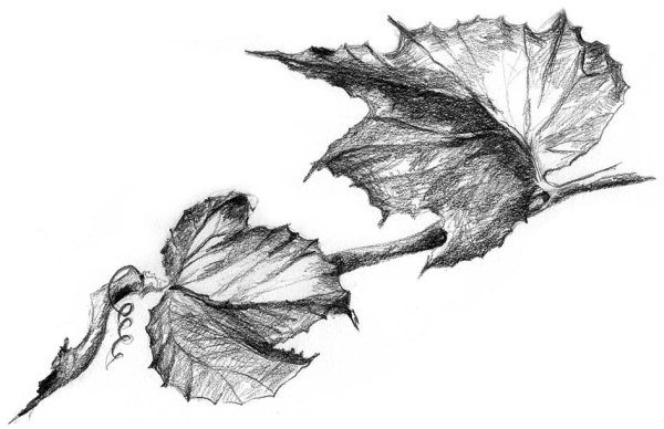 Листья эскиз
