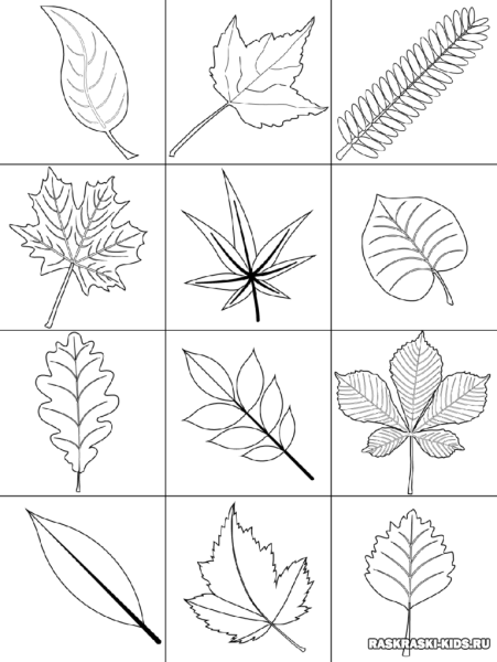 Зарисовки листьев деревьев