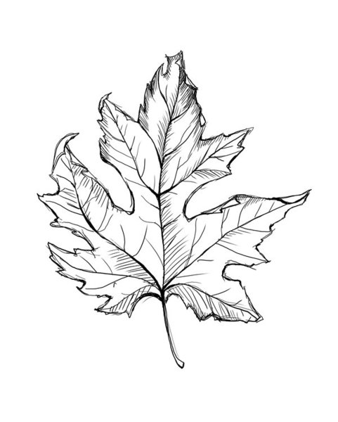 Кленовый лист карандашом