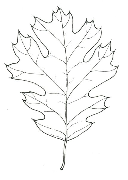 Кленовый лист рисунок