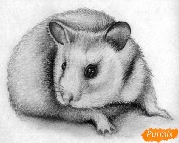 Джунгарский хомяк референс