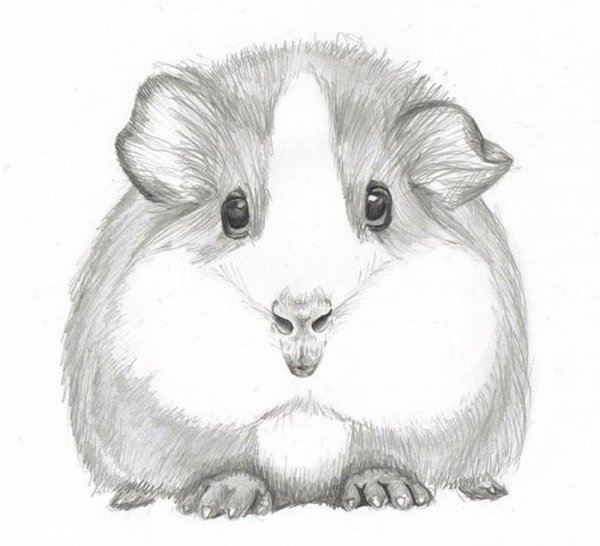 Хомячок рисунок карандашом для детей
