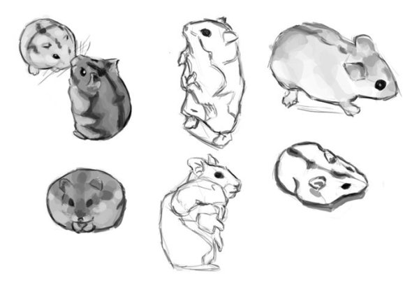 Хомяк набросок