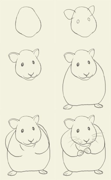 Хомяк рисунок карандашом для детей