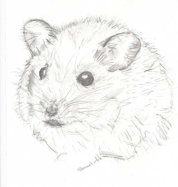 Лайн шиншилла