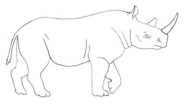 Носорог для срисовки