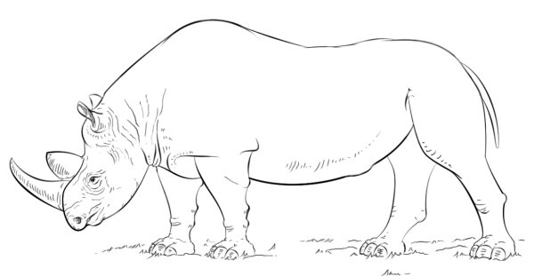 Носорог рисунок карандашом